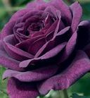 紫月季花 紫月季花