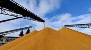 糧食最低收購價政策