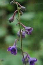 毛莖翠雀花 毛莖翠雀花