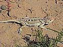 （圖）青海沙蜥