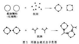 凝集反應 凝集反應