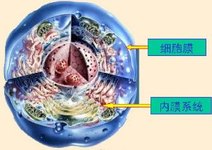 細胞內膜