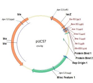 基因純化 基因純化
