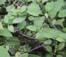 黃花地鈕菜 黃花地鈕菜