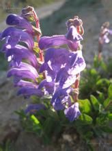 連翹葉黃芩 連翹葉黃芩