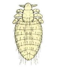 臂顎虱屬 臂顎虱屬