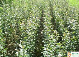 占地樹苗 占地樹苗