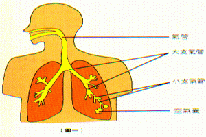 胃型哮喘