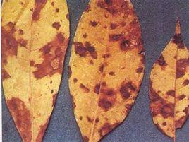 黃皮樹褐斑病 黃皮樹褐斑病