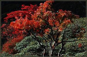 《周南·芣苢》 《周南·芣苢》