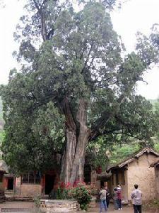 黛眉帝柏 黛眉帝柏