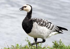 白頰黑雁 白頰黑雁