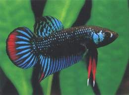 海洋寵物:鬥魚欣賞(圖) 海洋寵物:鬥魚欣賞(圖)