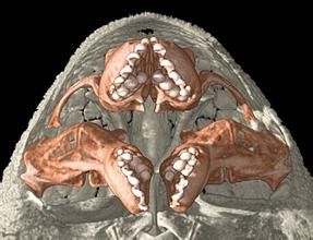 食木甲鯰魚 食木甲鯰魚