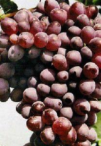 火焰無核葡萄 火焰無核葡萄