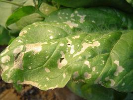 菠菜低溫障礙 菠菜低溫障礙