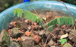 廣州相思子 廣州相思子