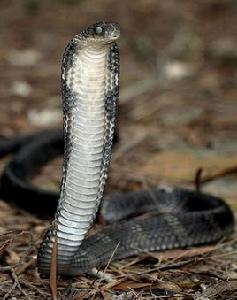 金剛王眼鏡蛇 金剛王眼鏡蛇