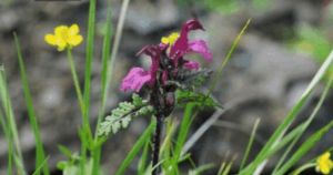 擬長葉亞群 擬長葉亞群