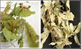 菩提葉茶 菩提葉茶