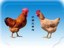 寧都特產及美食