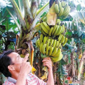 香蕉愛滋病 香蕉愛滋病