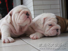 老式英國鬥牛犬