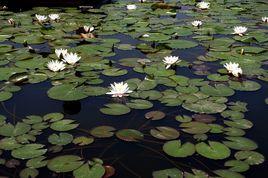 蓮花湖[山東省棗莊市蓮花湖]
