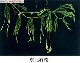 東北石松 東北石松