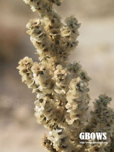 漿果豬毛菜 漿果豬毛菜