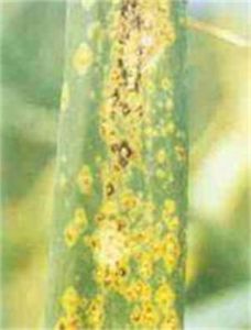 玉美頭107 玉美頭107