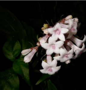 圓錐蛇根草 圓錐蛇根草