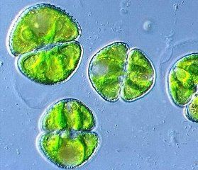 成對角星鼓藻 成對角星鼓藻