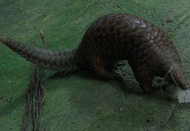 大穿山甲 大穿山甲