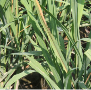 水稻細菌性褐條病 水稻細菌性褐條病