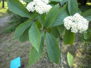 樟葉棶木 樟葉棶木