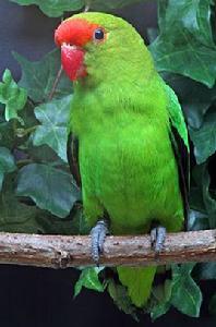 黑翅牡丹鸚鵡 黑翅牡丹鸚鵡