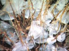 冬凌草掛滿冰凌的照片