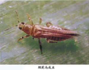 棉田煙薊馬 棉田煙薊馬