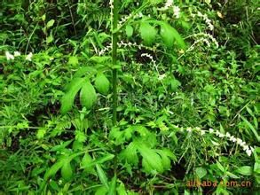 劉寄奴提取物 劉寄奴提取物