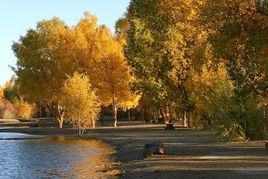 金塔胡楊林 金塔胡楊林