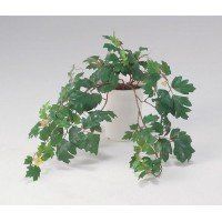 埃倫橋彎藻 埃倫橋彎藻