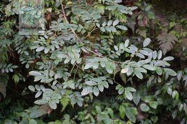 大金剛藤 大金剛藤