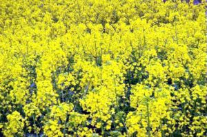 大林梨花溝 大林梨花溝