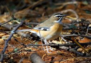 東須藪鴝 東須藪鴝