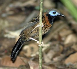 眼斑蟻鳥 眼斑蟻鳥