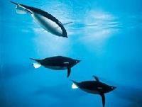 仿生企鵝 仿生企鵝