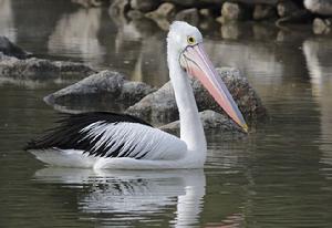 澳大利亞鵜鶘 澳大利亞鵜鶘