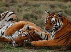 圖說百獸之王(虎) 圖說百獸之王(虎)