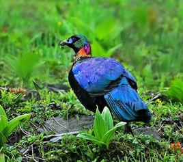 綠尾虹雉 綠尾虹雉